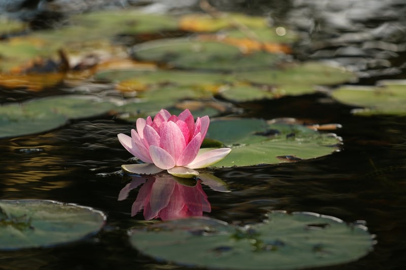 Blue Lotus