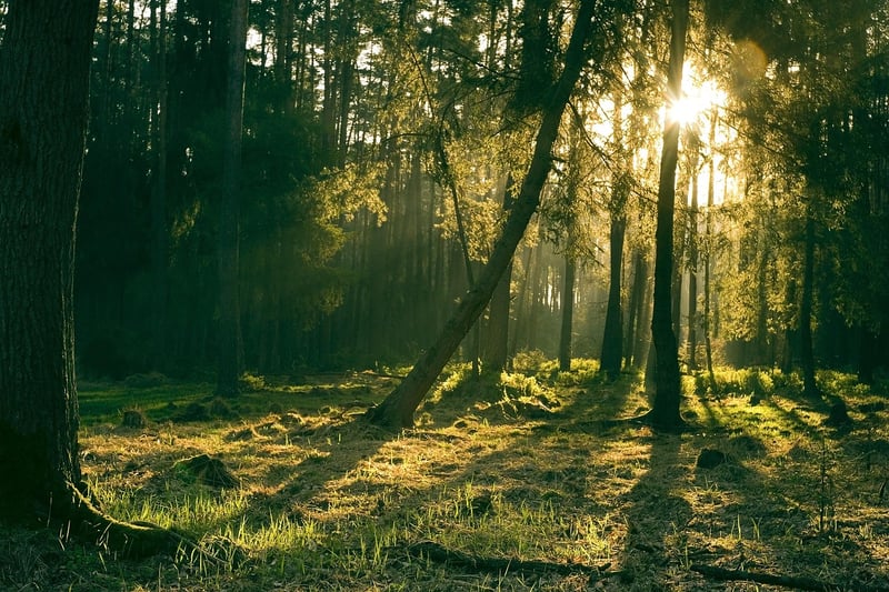 Fantasy landscape with mystical forest