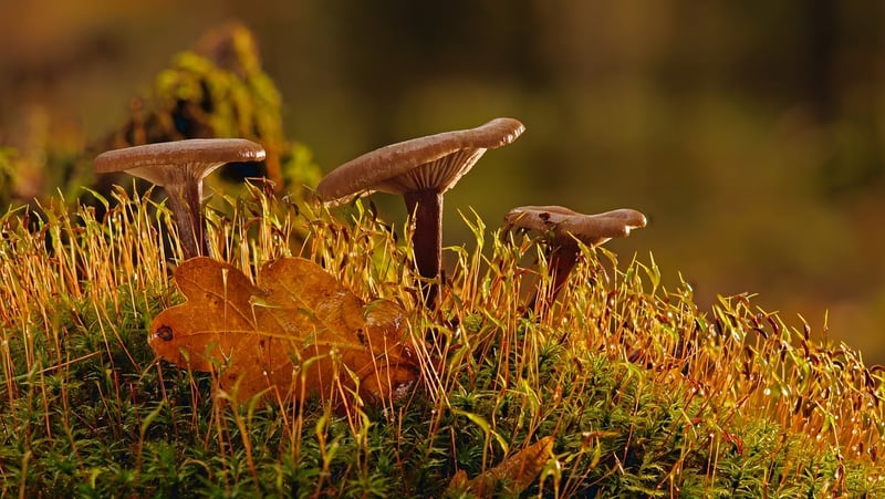 Moonlit Moss