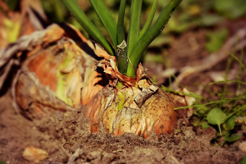 Mandrake Root